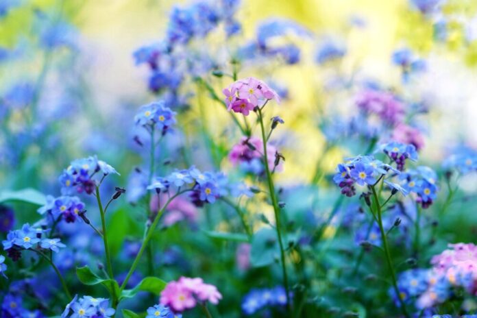 Blumen vergißmeinnicht rmv