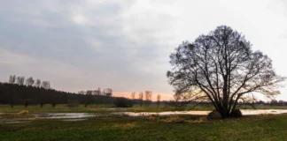 Stadt Offenbach renaturiert südliche Bieber