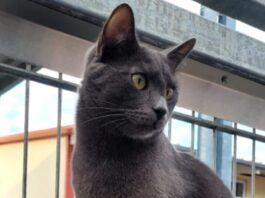 Tierschutzverein Seligenstadt: Bei Aslan ist einfach alles mit „sehr“ verbunden