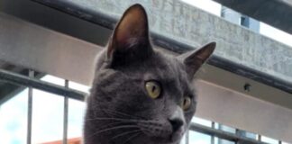 Tierschutzverein Seligenstadt: Bei Aslan ist einfach alles mit „sehr“ verbunden