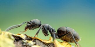 Meldeportal für Verdacht auf Vorkommen der Großen Drüsenameise