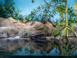 Mangroven-Anlage im Exotarium des Frankfurter Zoos eröffnet