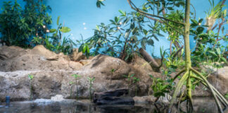 Mangroven-Anlage im Exotarium des Frankfurter Zoos eröffnet