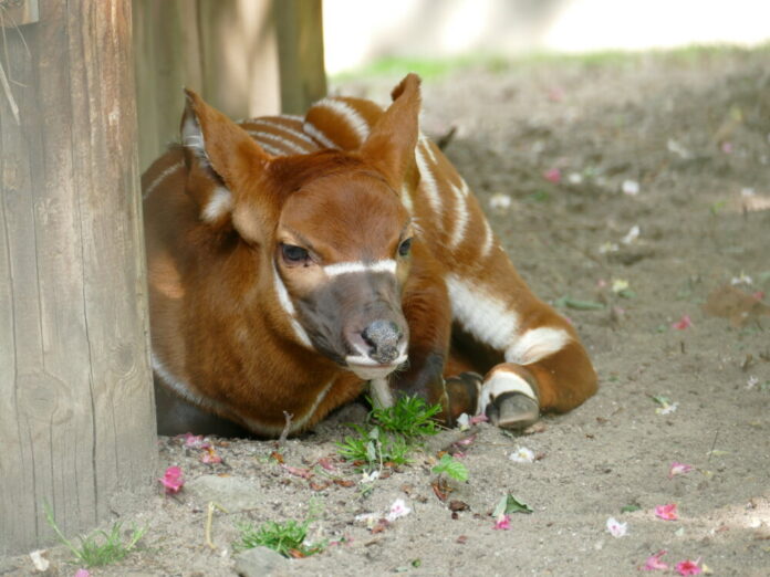 Bongo-Jungtier-Foto-Copyright-Zoo-Frankfurt