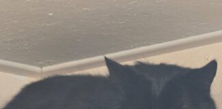 Tierschutzverein Seligenstadt: Elo – ein idealer Zweitkater