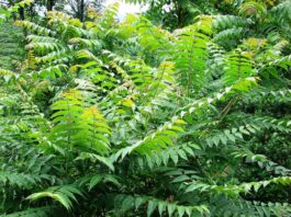 Empfehlung der Wissenschaftsstadt Darmstadt zur vollständigen Entfernung junger Götterbäume