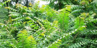 Empfehlung der Wissenschaftsstadt Darmstadt zur vollständigen Entfernung junger Götterbäume