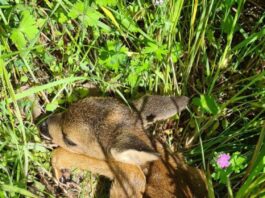Moderne Technik und Rücksicht schützen Wildtiere bei der Mahd