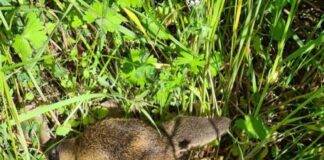 Moderne Technik und Rücksicht schützen Wildtiere bei der Mahd