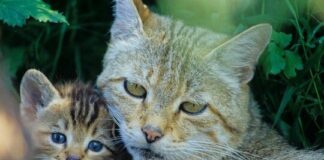 Bitte nicht anfassen! Wildkätzchen im Wald lassen