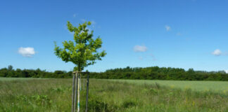 Freie Landschaft aufwerten: Kreis Groß-Gerau fördert Natur- und Artenschutzprojekte