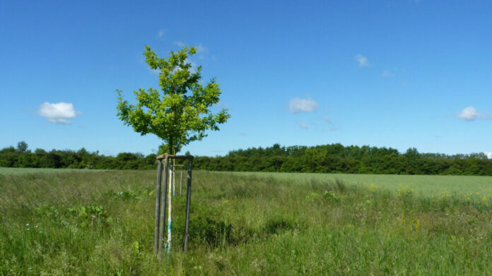 csm_230426_Wiese_mit_Baumpflanzung_75cd325ba6