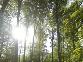 Rauchverbot im Offenbacher Wald