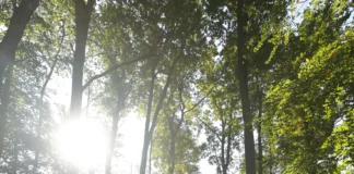 Rauchverbot im Offenbacher Wald