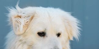 Tiere in Not Odenwald: Ciuffo sucht noch sein eigenes Reich