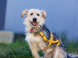 Tiere in Not Odenwald: Keko zeigt, dass Glück nicht in der Perfektion liegt