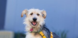 Tiere in Not Odenwald: Keko zeigt, dass Glück nicht in der Perfektion liegt