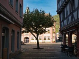 BUND fordert: Mehr Grün in die Städte