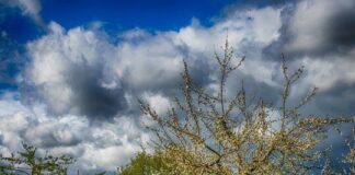 Streuobstwiesen: Schön und artenreich – aber bedroht