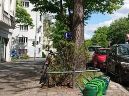 Baumscheiben bepflanzen: Je wilder desto besser