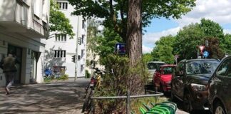 Baumscheiben bepflanzen: Je wilder desto besser