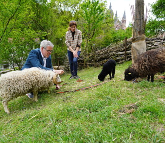 Lebensraum Streuobstwiese im Kreis Bergtsraße: Vielfalt bewahren, Zukunft sichern