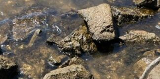 Panzergeschoss am Rheinufer in Biebrich aufgefunden