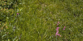 Wilde Wiesen für mehr Artenvielfalt und Klimaschutz in Wiesbaden