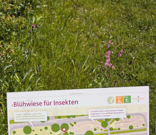Wilde Wiesen für mehr Artenvielfalt und Klimaschutz in Wiesbaden