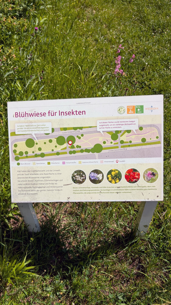 260522-Bluehwiese