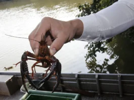 Umfangreiche Pflegemaßnahmen am Offenbacher Schultheis-Weiher