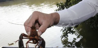 Umfangreiche Pflegemaßnahmen am Offenbacher Schultheis-Weiher
