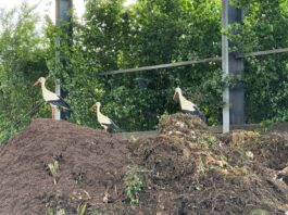 Bioabfall: Kleine Fehler, große Folgen