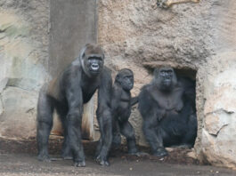 Zoo Frankfurt: Drei neue Gorillas sind ins Menschenaffenhaus Borgori-Wald eingezogen