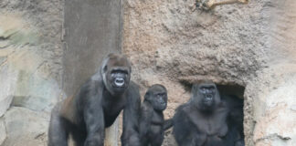 Zoo Frankfurt: Drei neue Gorillas sind ins Menschenaffenhaus Borgori-Wald eingezogen