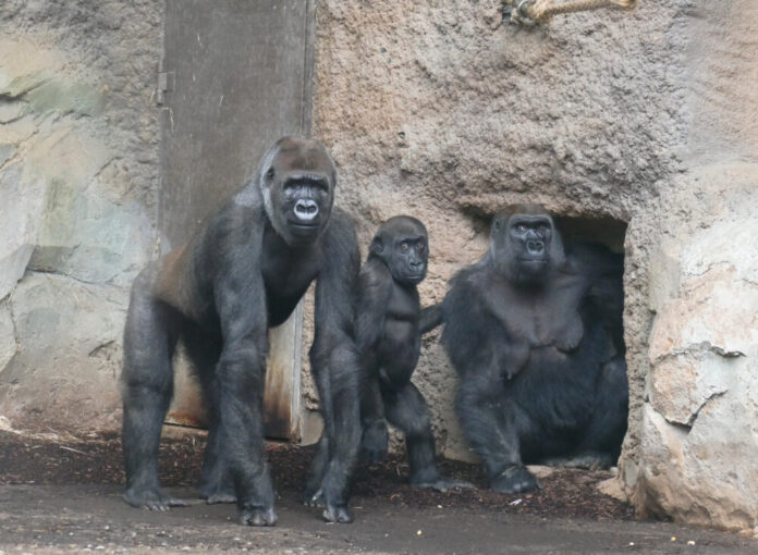 Gorillas-Aya-Ayba-und-Ayabu-Copyright-Zoo-Frankfurt