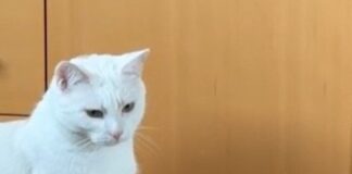 Tierschutzverein Seligenstadt: Vater-Tochter-Duo Ron und Ronja suchen neues Zuhause