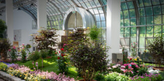 Festival “Science Utopias“ während der Rosenschau im Palmengarten Frankfurt