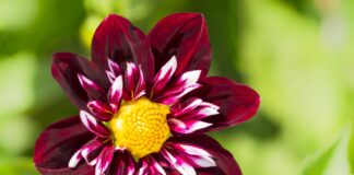 Tag des Botanischen Gartens mit Pflanzenbörse in Frankfurt