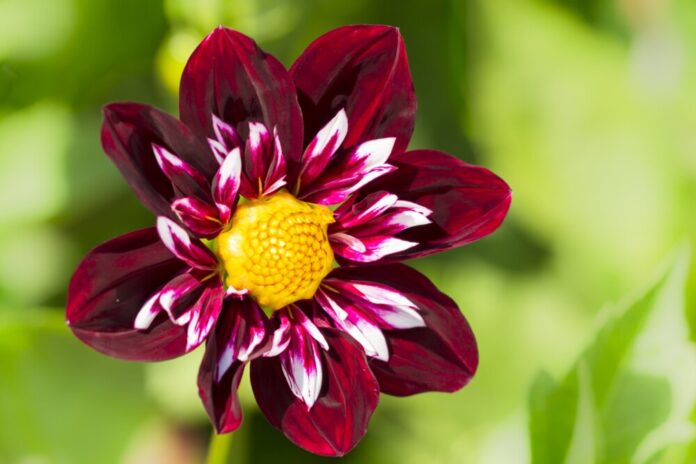 Dahlie Blumen rmv