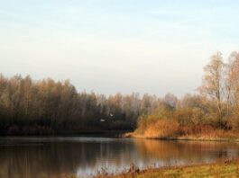 Tag der biologischen Vielfalt: BUND fordert mehr Wildnis in Deutschland