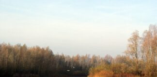 Tag der biologischen Vielfalt: BUND fordert mehr Wildnis in Deutschland