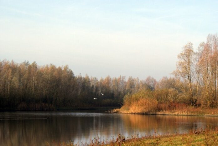 Wildnis Flussaue rmv Natur