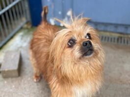 Tiere in Not Odenwald: Manolis hat in seinem Leben schon viel ertragen müssen