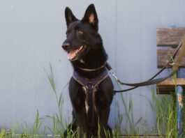 Tiere in Not Odenwald: Manni sucht ein ruhiges und erfahrenes Umfeld