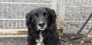 Tiere in Not Odenwald: Schmusebär Buddy genießt jede Streicheleinheit
