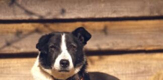 Tiere in Not Odenwald: Das Schicksal meinte es nicht gut mit Hakim