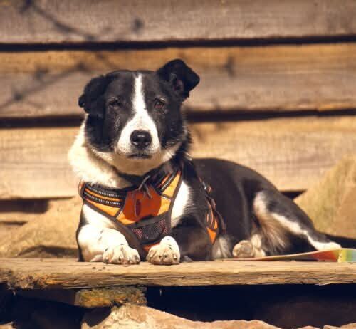 Tiere in Not Odenwald: Das Schicksal meinte es nicht gut mit Hakim
