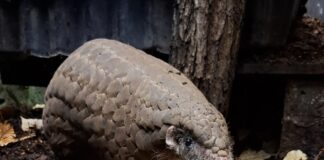 Ohrenschuppentiere im Zoo Frankfurt: Gut geschützt und doch bedroht