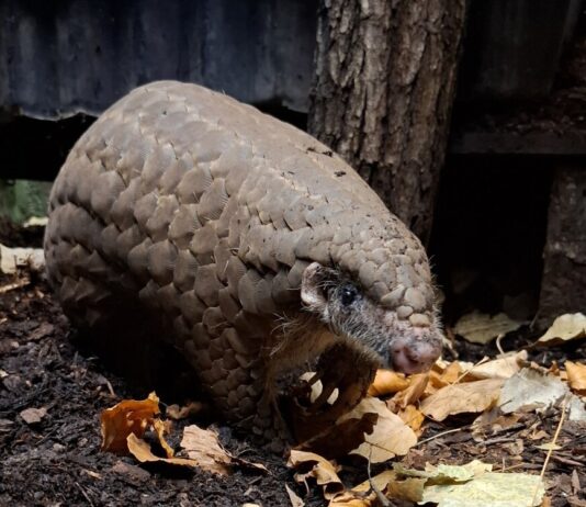 Ohrenschuppentiere im Zoo Frankfurt: Gut geschützt und doch bedroht